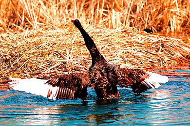 《终极闪光：破坏者》今年夏季推出PC抢先体验版